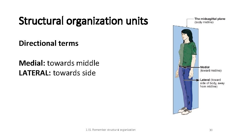 Structural organization units Directional terms Medial: towards middle LATERAL: towards side 1. 01 Remember