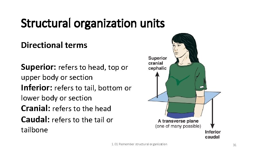 Structural organization units Directional terms Superior: refers to head, top or upper body or