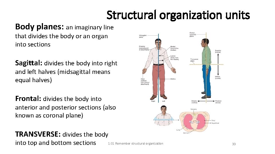 Structural organization units Body planes: an imaginary line that divides the body or an