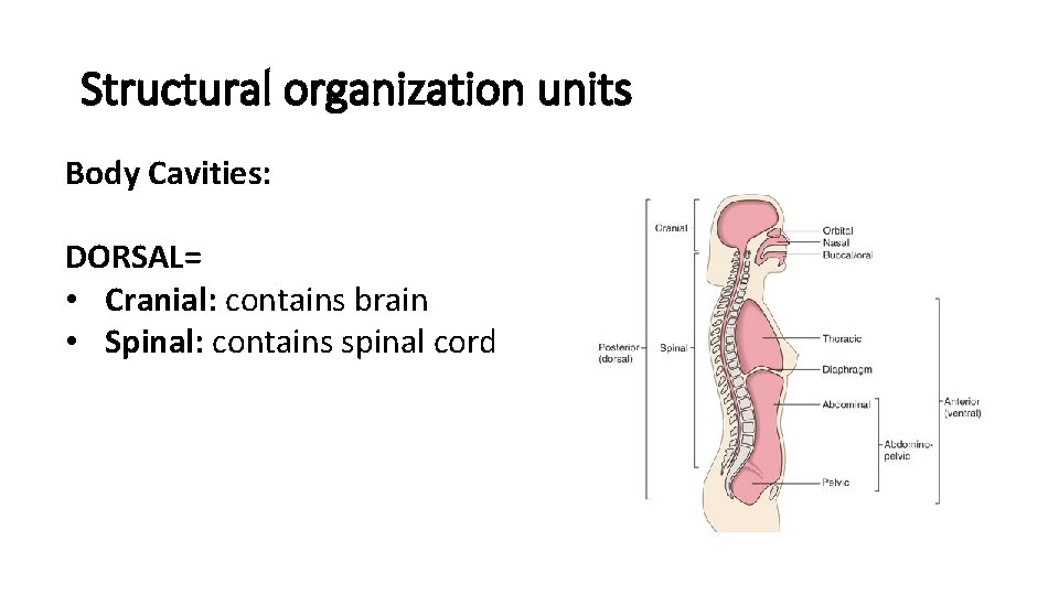 Structural organization units Body Cavities: DORSAL= • Cranial: contains brain • Spinal: contains spinal