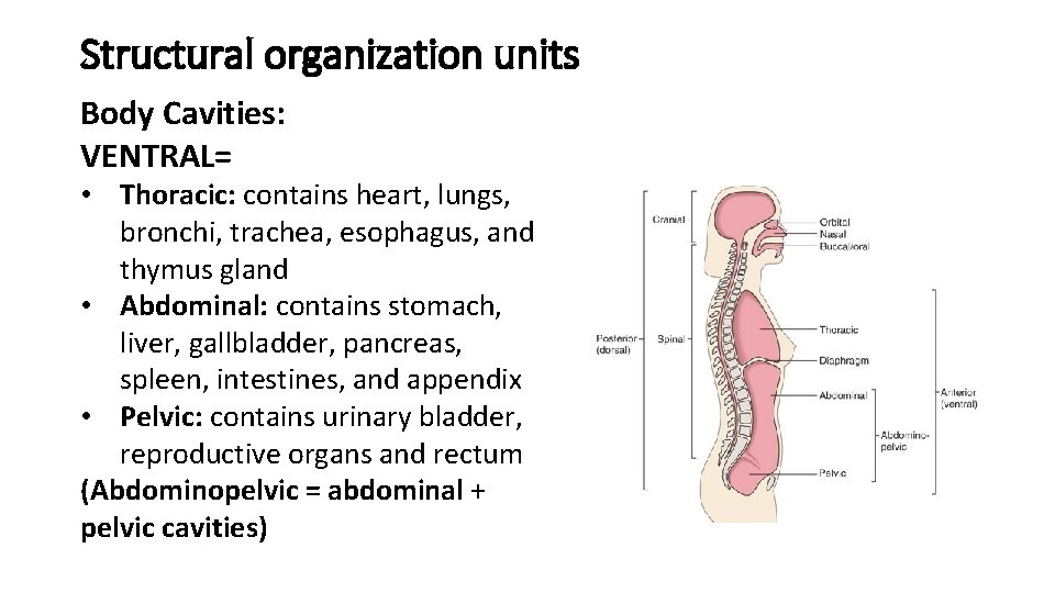 Structural organization units Body Cavities: VENTRAL= • Thoracic: contains heart, lungs, bronchi, trachea, esophagus,