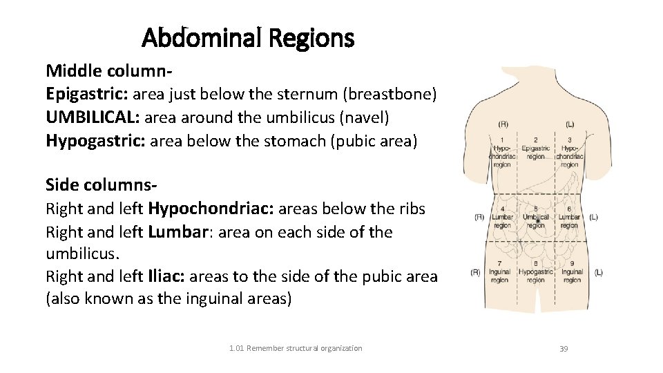 Abdominal Regions Middle column. Epigastric: area just below the sternum (breastbone) UMBILICAL: area around