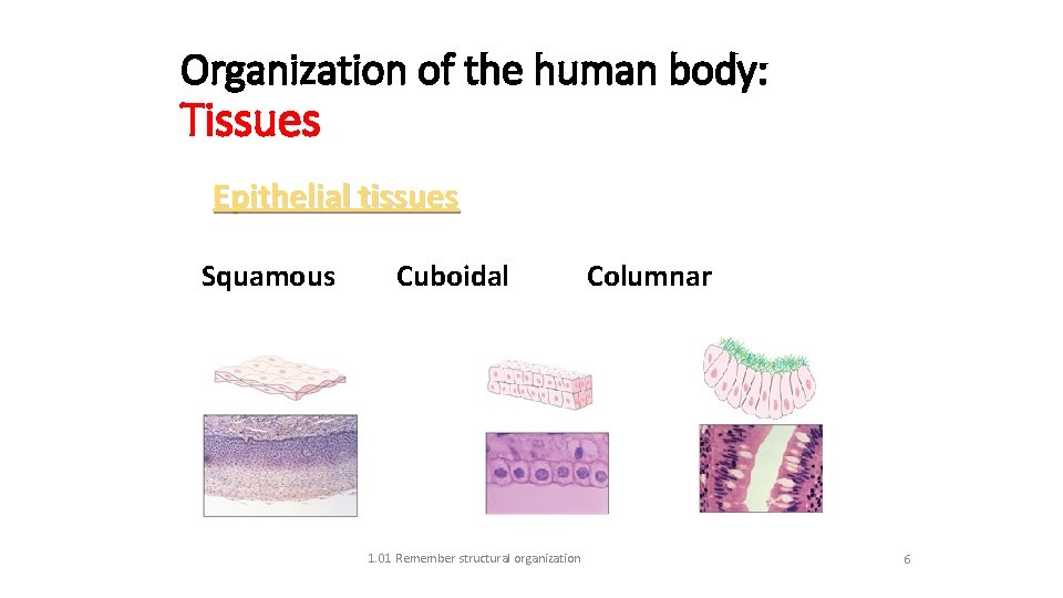 Organization of the human body: Tissues Epithelial tissues Squamous Cuboidal 1. 01 Remember structural