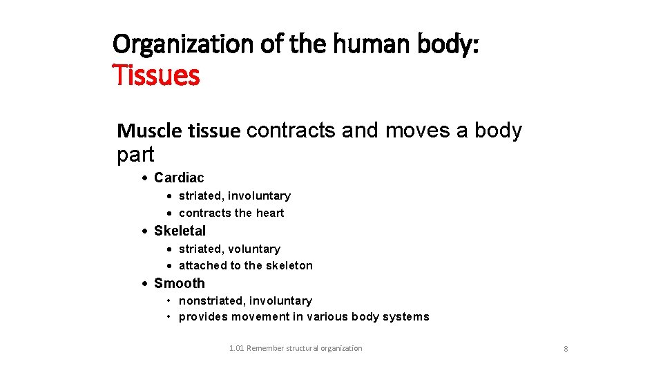 Organization of the human body: Tissues Muscle tissue contracts and moves a body part