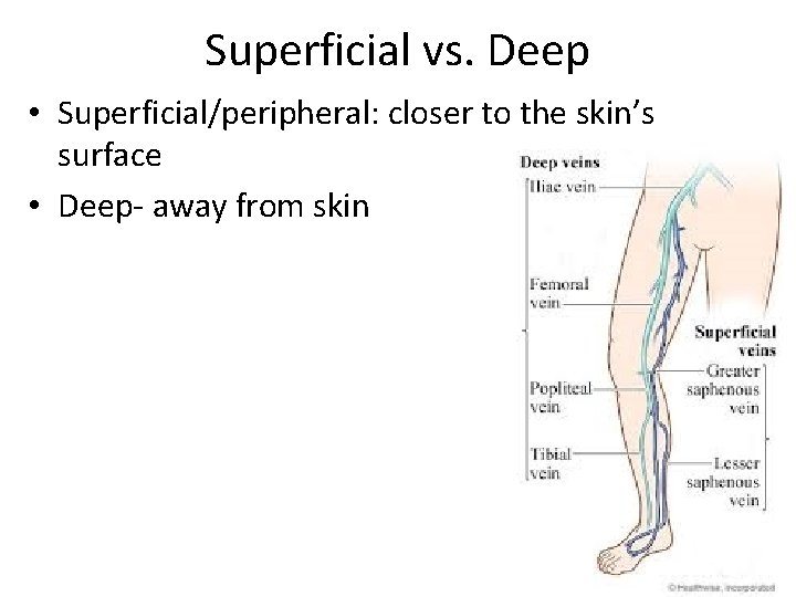 Superficial vs. Deep • Superficial/peripheral: closer to the skin’s surface • Deep- away from Superficial vs. Deep • Superficial/peripheral: closer to the skin’s surface • Deep- away from