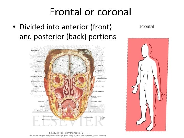 Frontal or coronal • Divided into anterior (front) and posterior (back) portions Frontal or coronal • Divided into anterior (front) and posterior (back) portions