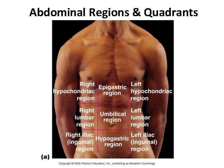 Abdominal Regions & Quadrants Abdominal Regions & Quadrants