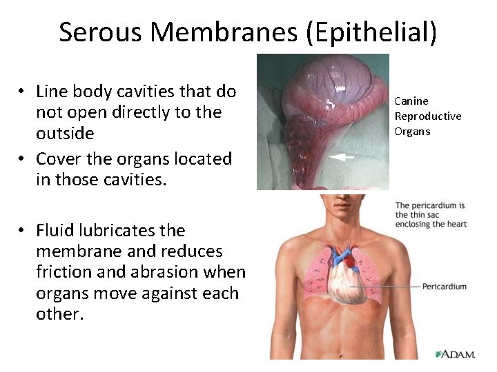 Serous Membranes (Epithelial) • Line body cavities that do not open directly to the Serous Membranes (Epithelial) • Line body cavities that do not open directly to the