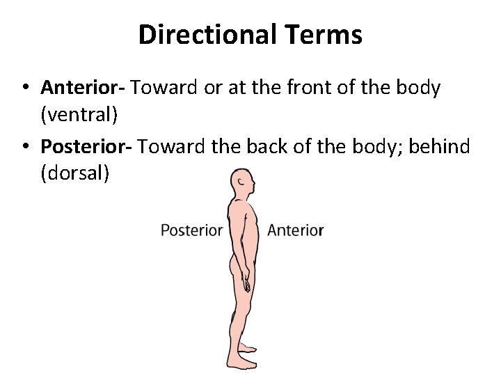 Directional Terms • Anterior- Toward or at the front of the body (ventral) • Directional Terms • Anterior- Toward or at the front of the body (ventral) •