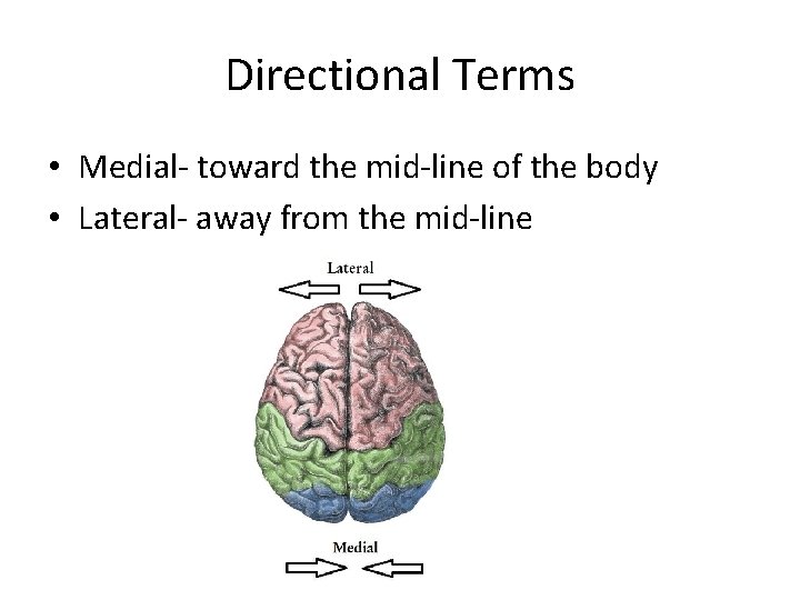 Directional Terms • Medial- toward the mid-line of the body • Lateral- away from Directional Terms • Medial- toward the mid-line of the body • Lateral- away from