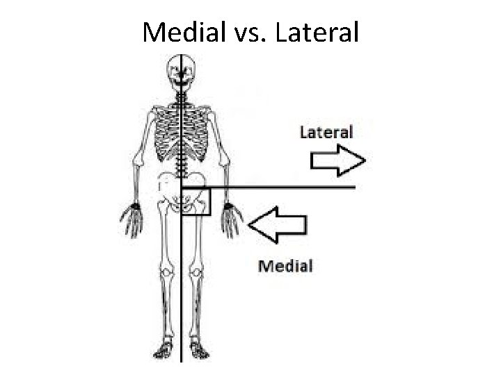 Medial vs. Lateral Medial vs. Lateral