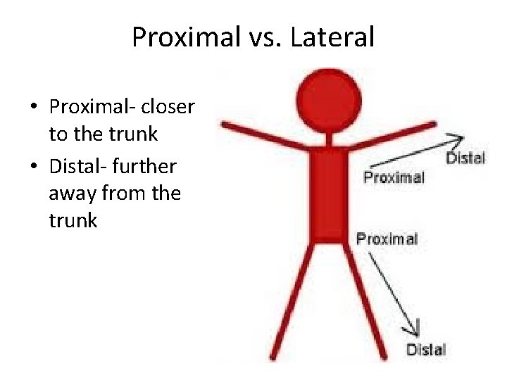 Proximal vs. Lateral • Proximal- closer to the trunk • Distal- further away from Proximal vs. Lateral • Proximal- closer to the trunk • Distal- further away from