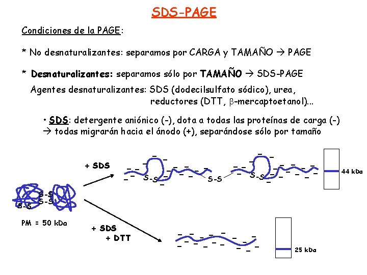 SDS-PAGE Condiciones de la PAGE: * No desnaturalizantes: separamos por CARGA y TAMAÑO PAGE