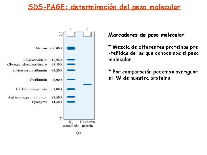 SDS-PAGE: determinación del peso molecular Marcadores de peso molecular: * Mezcla de diferentes proteínas