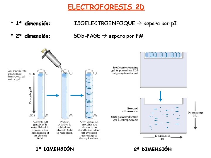 ELECTROFORESIS 2 D * 1ª dimensión: ISOELECTROENFOQUE separa por p. I * 2ª dimensión: