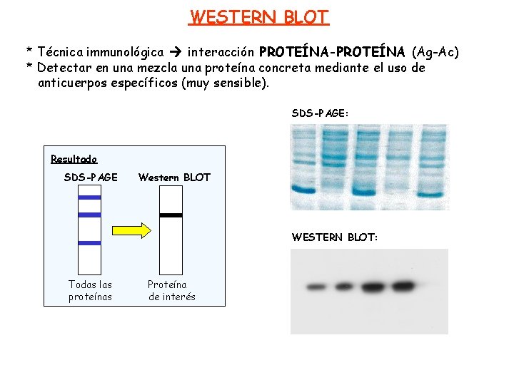 WESTERN BLOT * Técnica immunológica interacción PROTEÍNA-PROTEÍNA (Ag-Ac) * Detectar en una mezcla una
