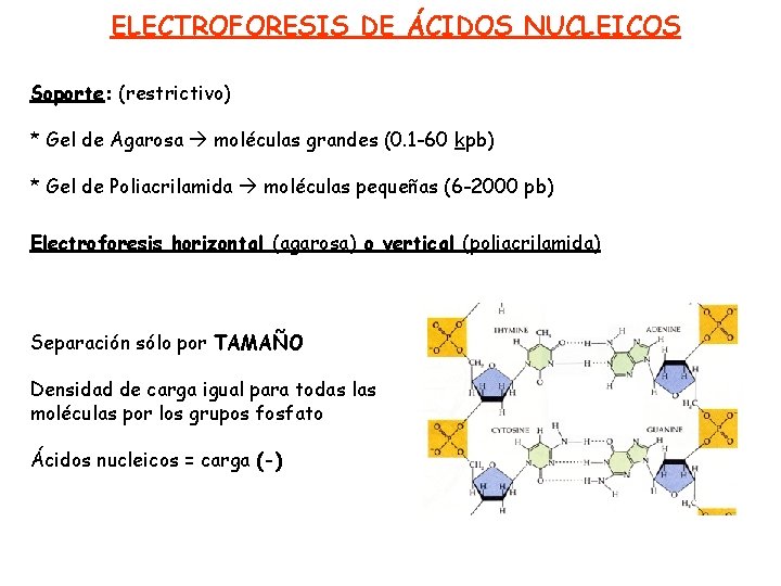 ELECTROFORESIS DE ÁCIDOS NUCLEICOS Soporte: (restrictivo) * Gel de Agarosa moléculas grandes (0. 1