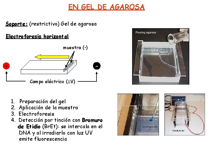EN GEL DE AGAROSA Soporte: (restrictivo) Gel de agarosa Electroforesis horizontal muestra (-) -