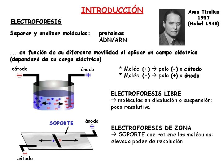 INTRODUCCIÓN ELECTROFORESIS Separar y analizar moléculas: Arne Tiselius 1937 (Nobel 1948) proteínas ADN/ARN .