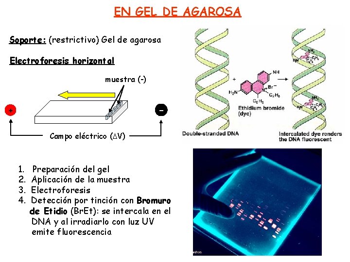 EN GEL DE AGAROSA Soporte: (restrictivo) Gel de agarosa Electroforesis horizontal muestra (-) -