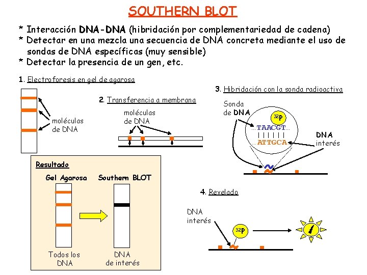 SOUTHERN BLOT * Interacción DNA-DNA (hibridación por complementariedad de cadena) * Detectar en una