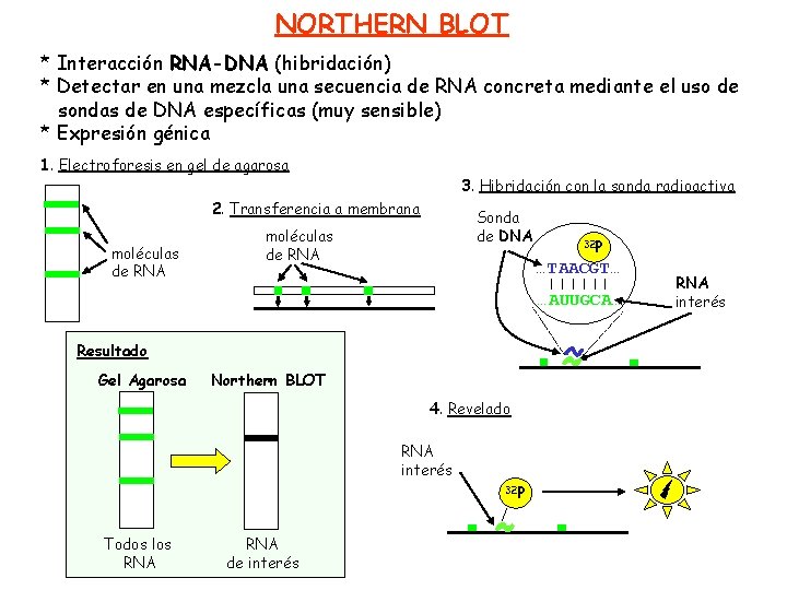 NORTHERN BLOT * Interacción RNA-DNA (hibridación) * Detectar en una mezcla una secuencia de