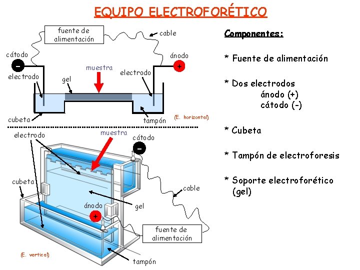 EQUIPO ELECTROFORÉTICO fuente de alimentación cátodo ánodo - electrodo Componentes: cable muestra gel +