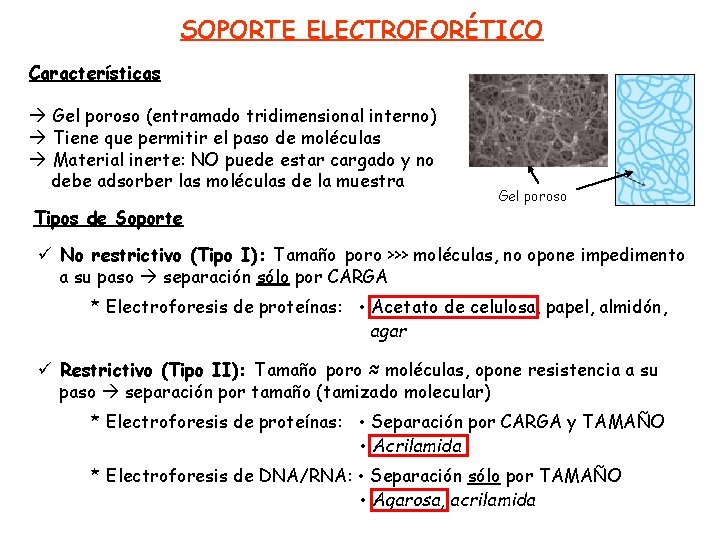 SOPORTE ELECTROFORÉTICO Características Gel poroso (entramado tridimensional interno) Tiene que permitir el paso de