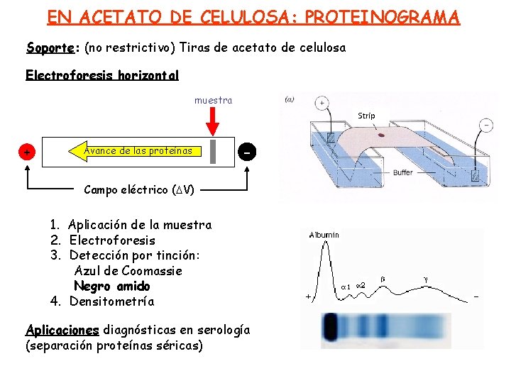 EN ACETATO DE CELULOSA: PROTEINOGRAMA Soporte: (no restrictivo) Tiras de acetato de celulosa Electroforesis
