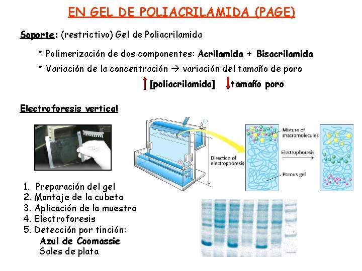 EN GEL DE POLIACRILAMIDA (PAGE) Soporte: (restrictivo) Gel de Poliacrilamida * Polimerización de dos