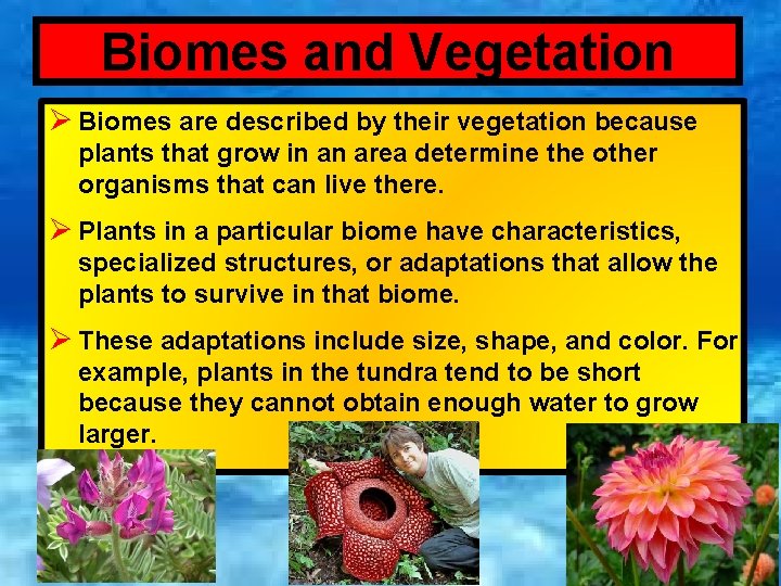 Biomes and Vegetation Ø Biomes are described by their vegetation because plants that grow