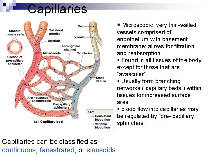 Capillaries § Microscopic, very thin-walled vessels comprised of endothelium with basement membrane; allows for