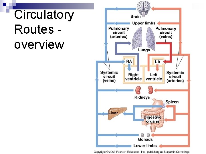 Circulatory Routes overview 