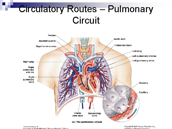 Circulatory Routes – Pulmonary Circuit 