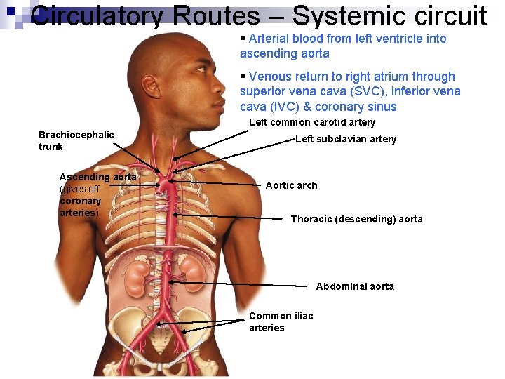 Circulatory Routes – Systemic circuit § Arterial blood from left ventricle into ascending aorta