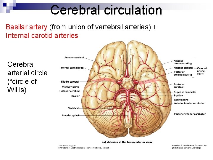 Cerebral circulation Basilar artery (from union of vertebral arteries) + Internal carotid arteries Cerebral