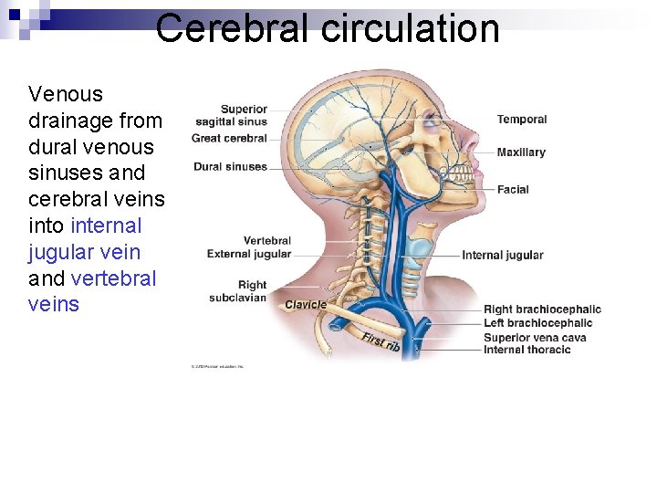 Cerebral circulation Venous drainage from dural venous sinuses and cerebral veins into internal jugular