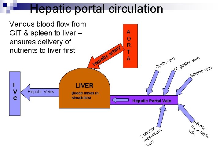 Hepatic portal circulation Venous blood flow from GIT & spleen to liver – ensures