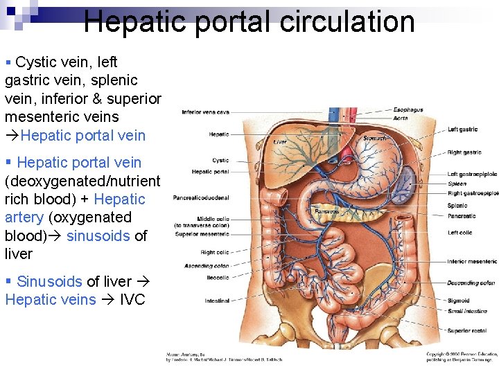 Hepatic portal circulation § Cystic vein, left gastric vein, splenic vein, inferior & superior