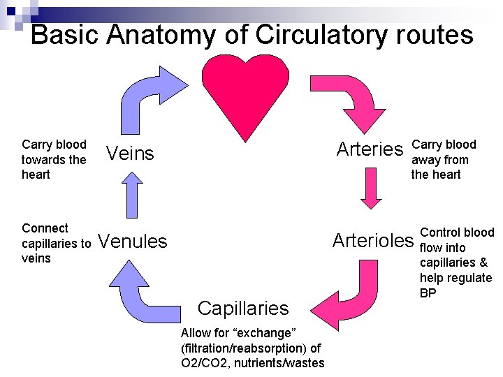 Basic Anatomy of Circulatory routes Carry blood towards the heart Connect capillaries to veins