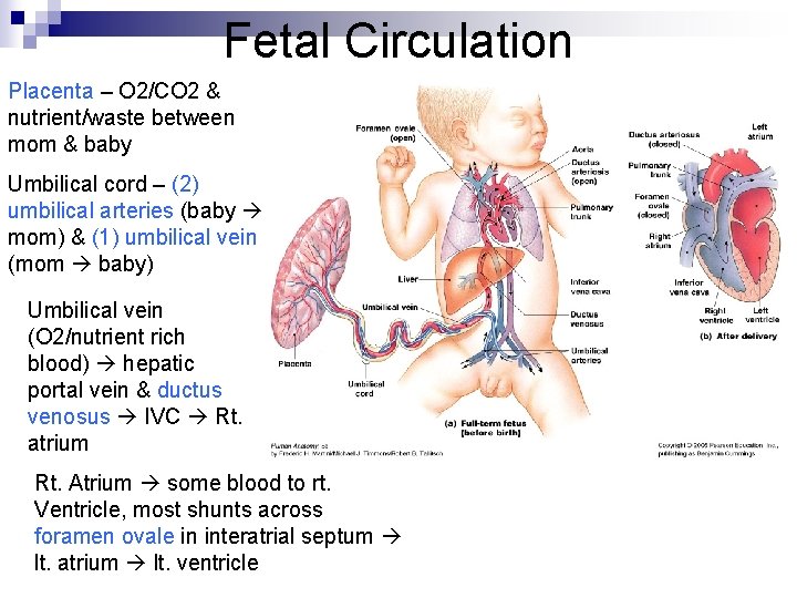 Fetal Circulation Placenta – O 2/CO 2 & nutrient/waste between mom & baby Umbilical