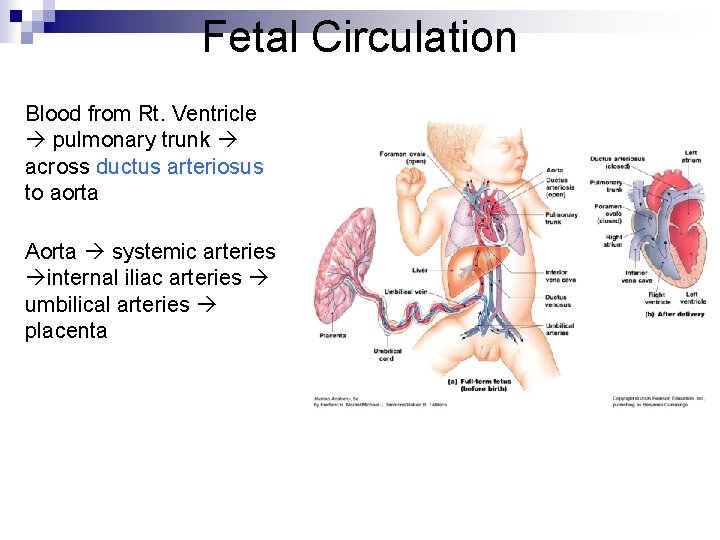 Fetal Circulation Blood from Rt. Ventricle pulmonary trunk across ductus arteriosus to aorta Aorta