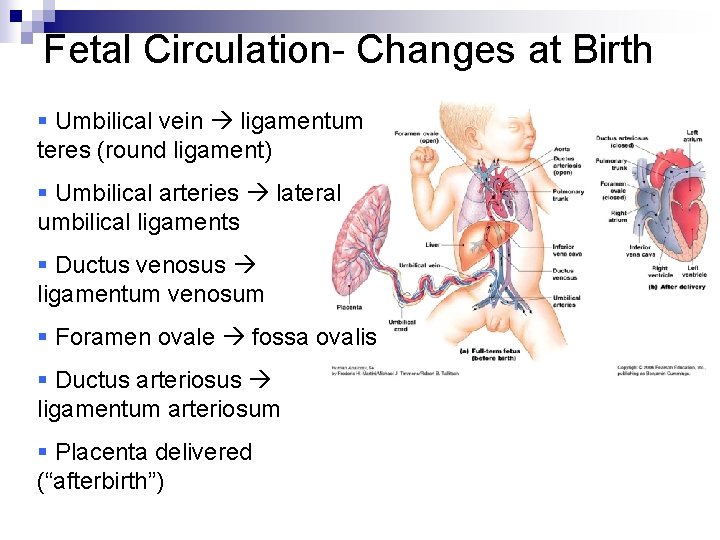 Fetal Circulation- Changes at Birth § Umbilical vein ligamentum teres (round ligament) § Umbilical