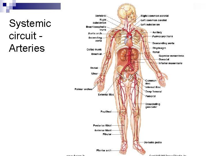Systemic circuit Arteries 