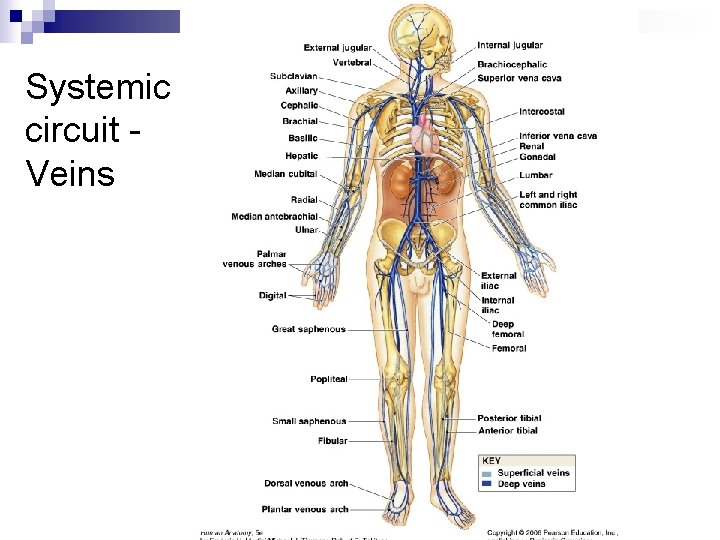 Systemic circuit Veins 