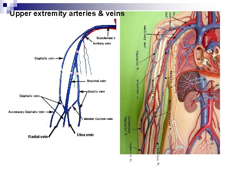 Upper extremity arteries & veins Radial vein Ulna vein 