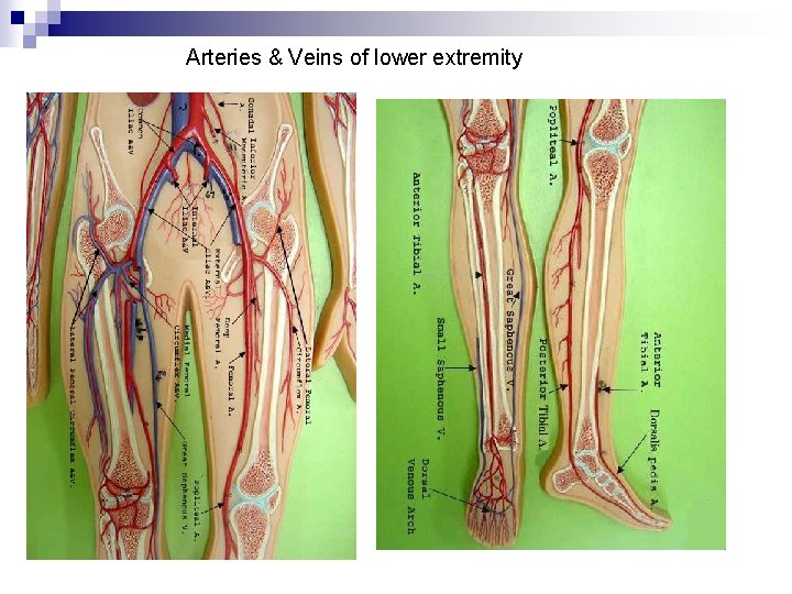 Arteries & Veins of lower extremity 