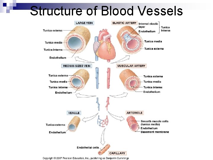 Structure of Blood Vessels 