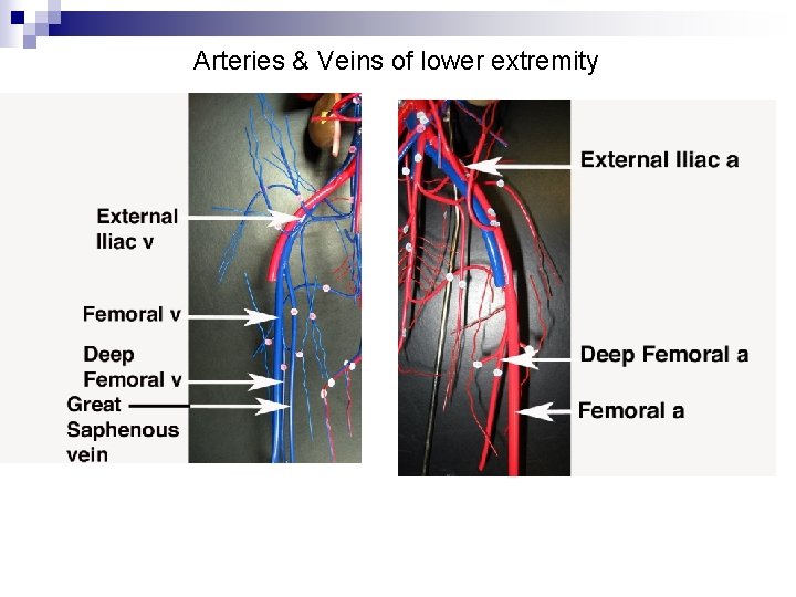 Arteries & Veins of lower extremity 