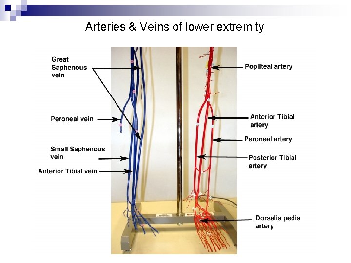 Arteries & Veins of lower extremity 